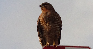 Hawk on Sign in Carlsbad
