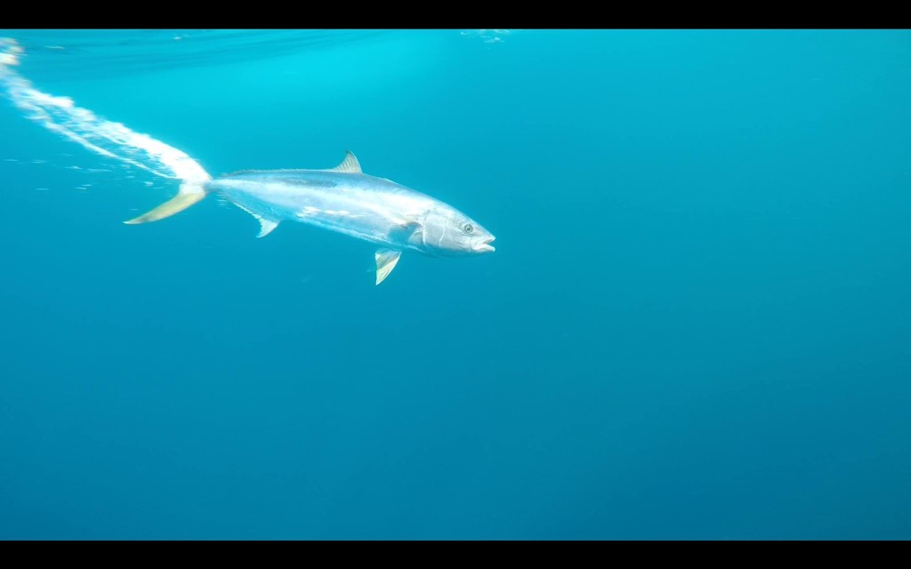 Loreto Mexico Fishing: Yellowtail Under Water Loreto