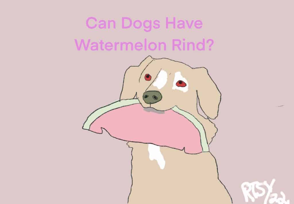 Can Dogs Have Watermelon Rind can-dogs-have-watermelon-rind