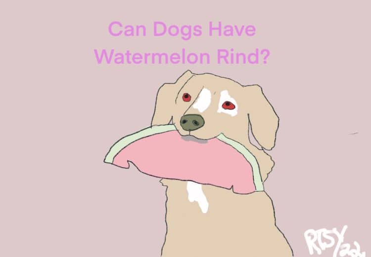 Can Dogs Have Watermelon Rind?