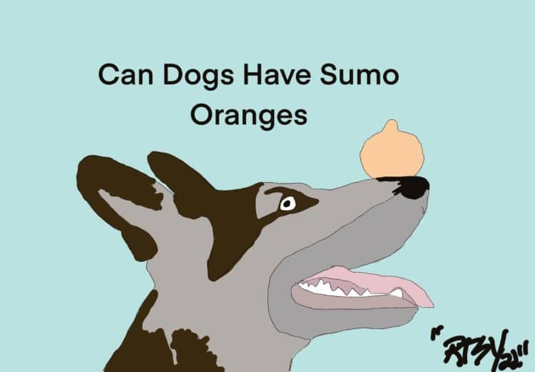 Can dogs have sumo oranges