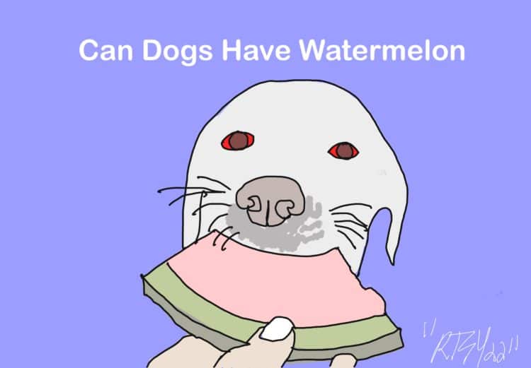 Can Dogs Have Watermelon