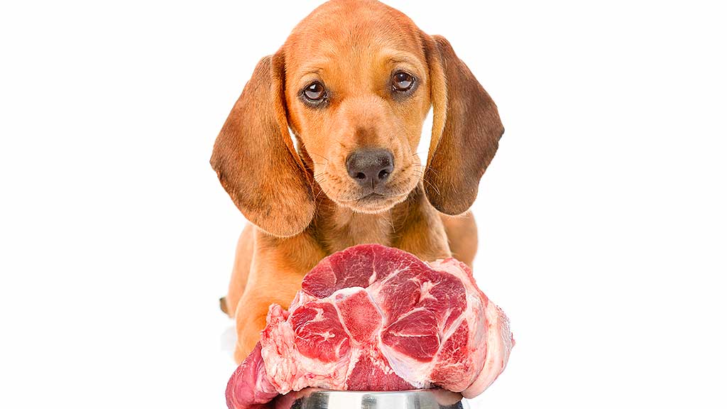 Cost of Raw Food Diet for Dogs